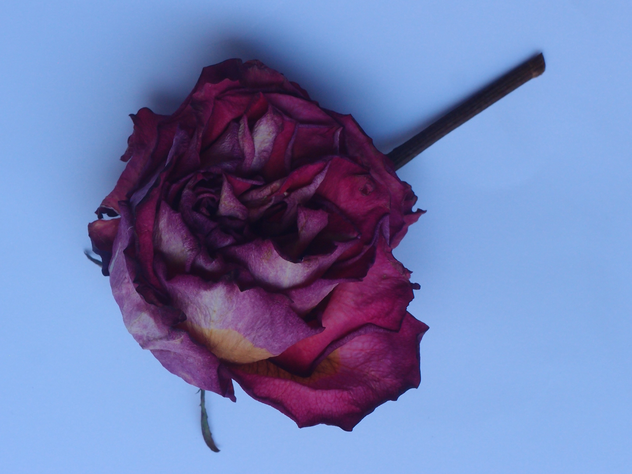 2018-03-08 Budded Roses